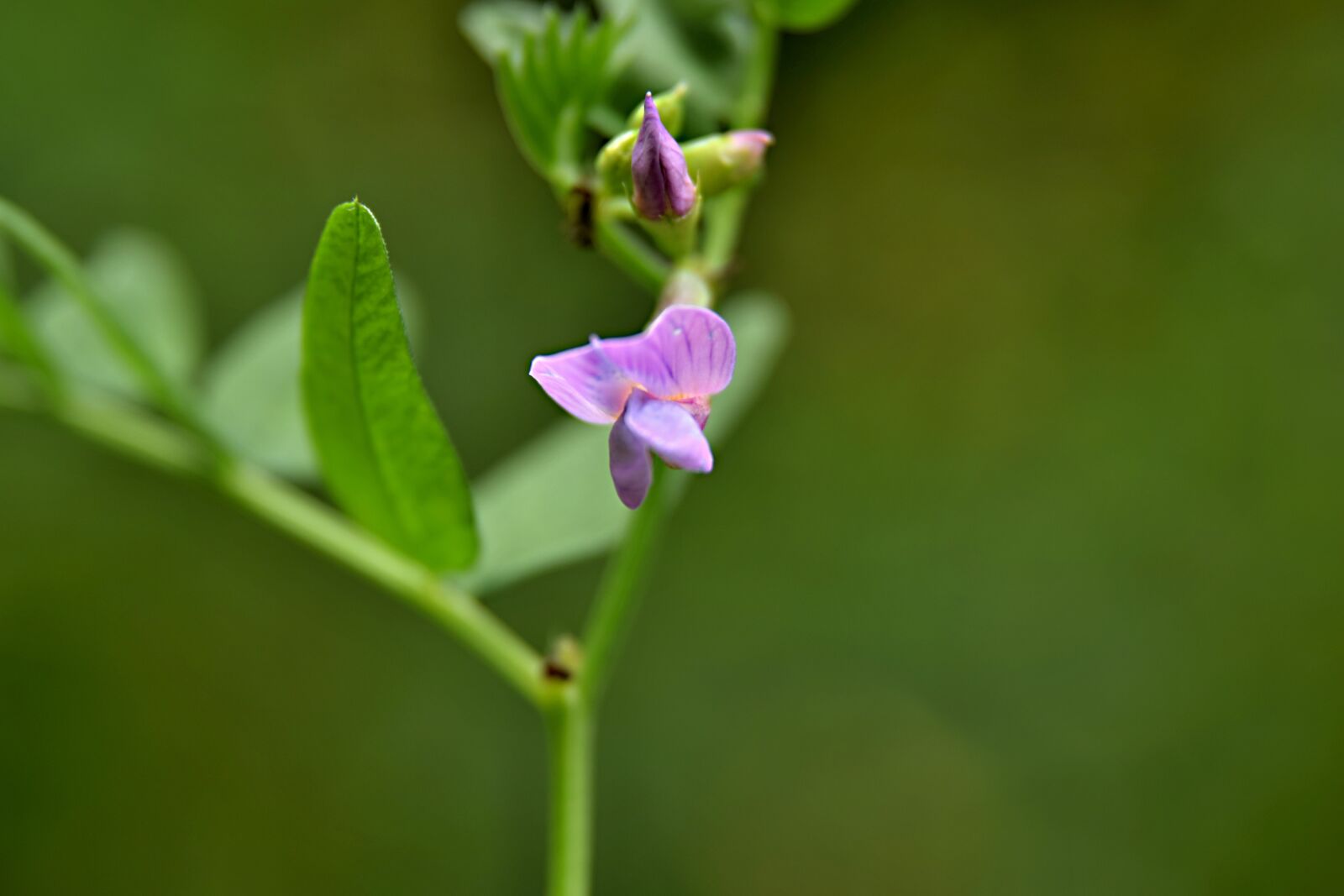 Nikon D5300 sample photo. Flower, color, nature photography