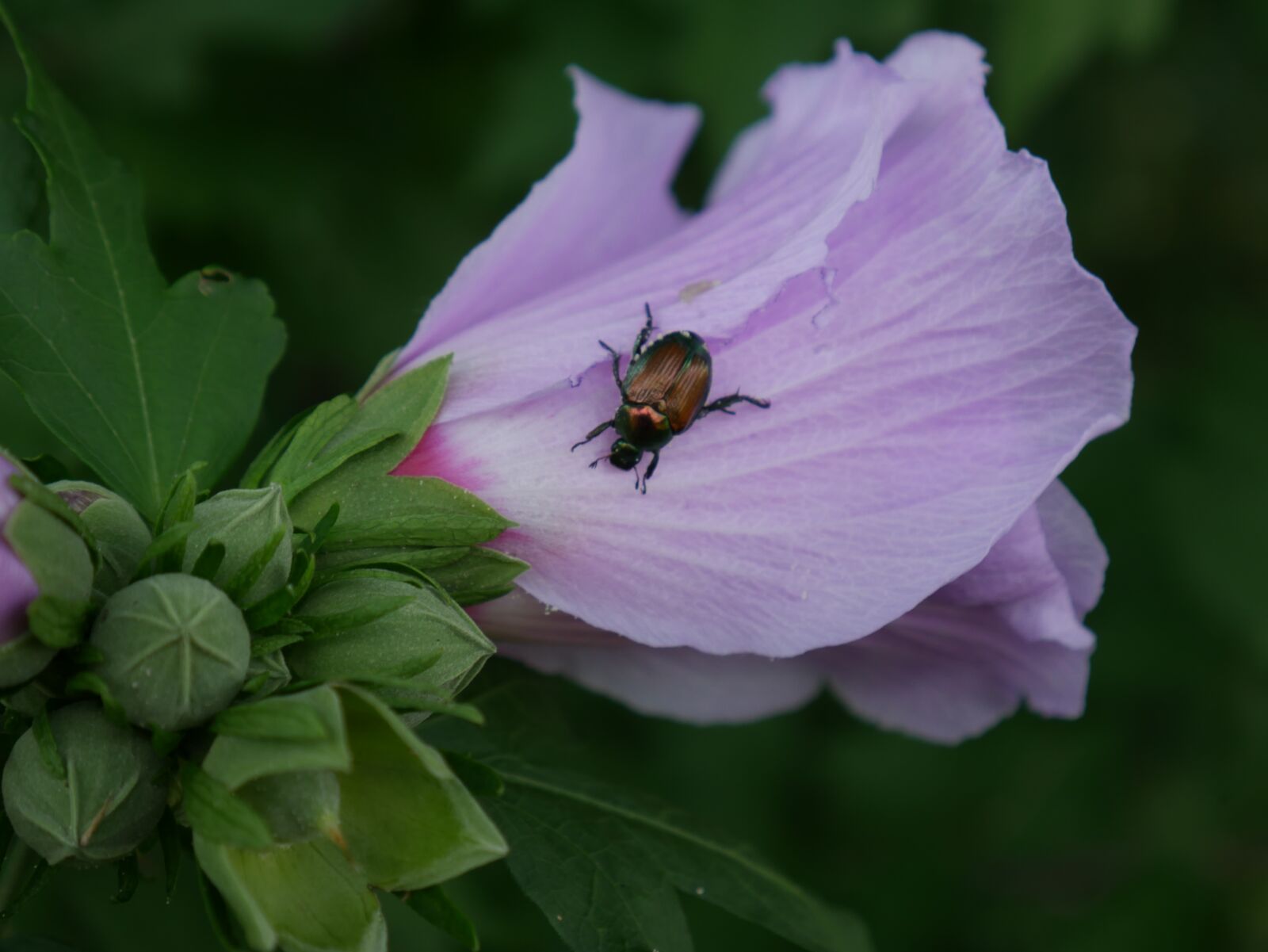 Panasonic Lumix DMC-G7 sample photo. Flower, bug, nature photography