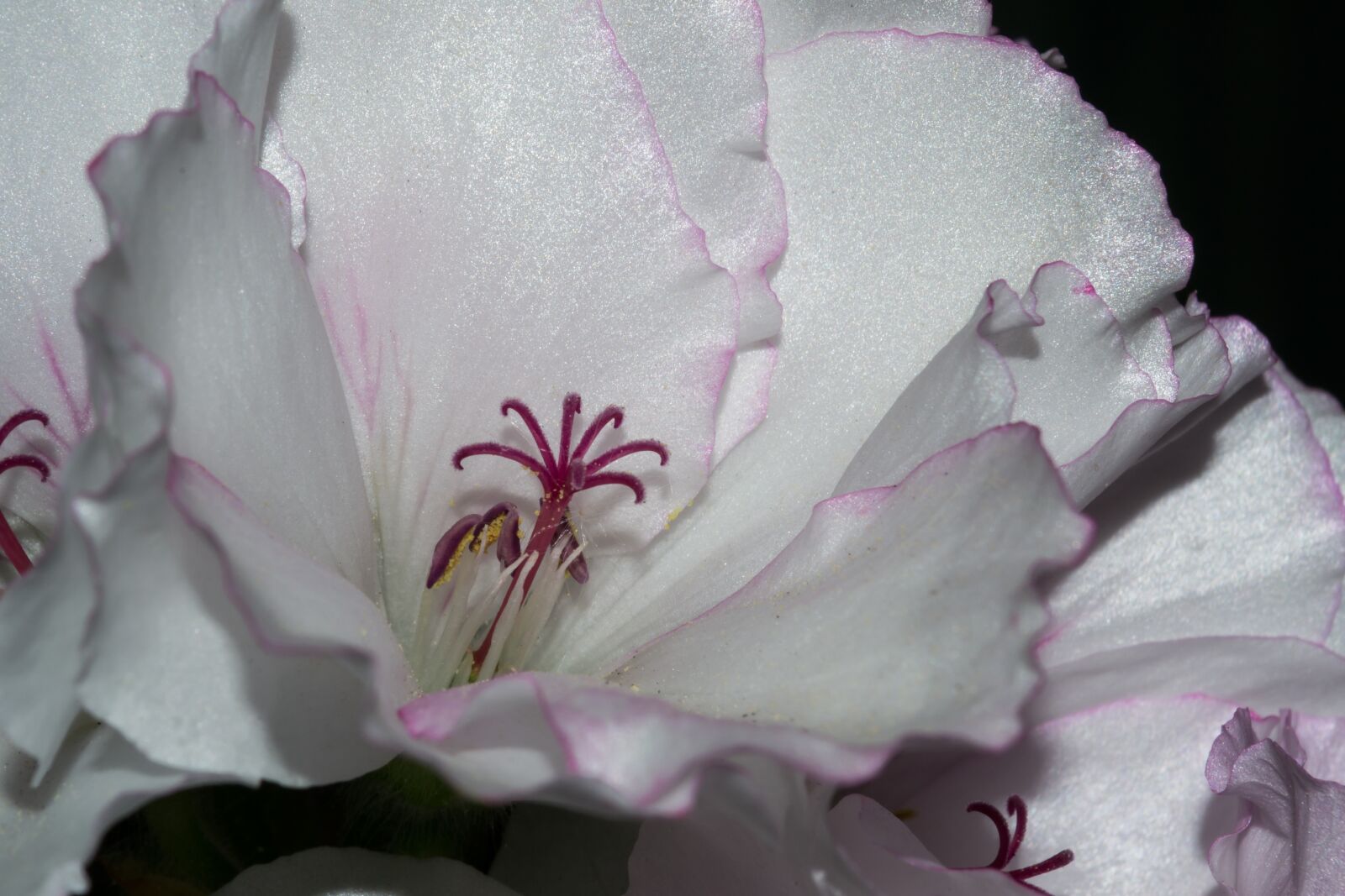 Nikon D3100 sample photo. Blossom, bloom, flower photography