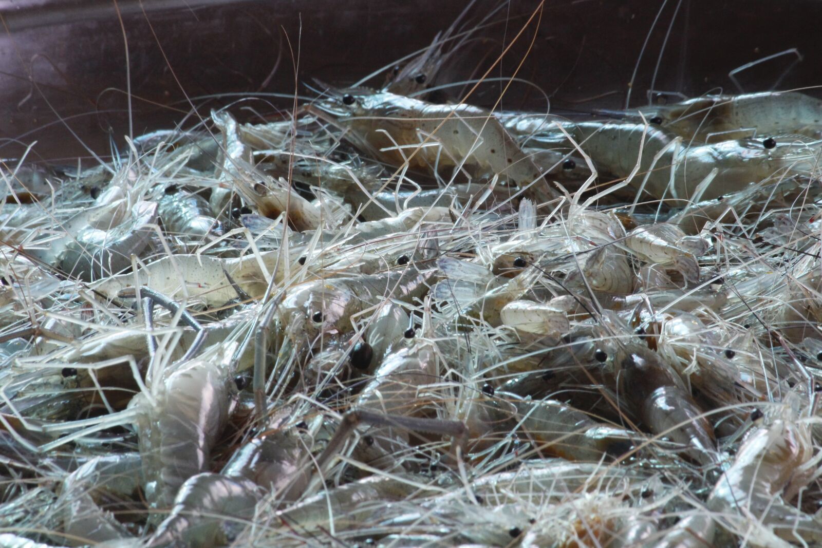 Canon EOS 700D (EOS Rebel T5i / EOS Kiss X7i) sample photo. Nature, fish, shrimp photography