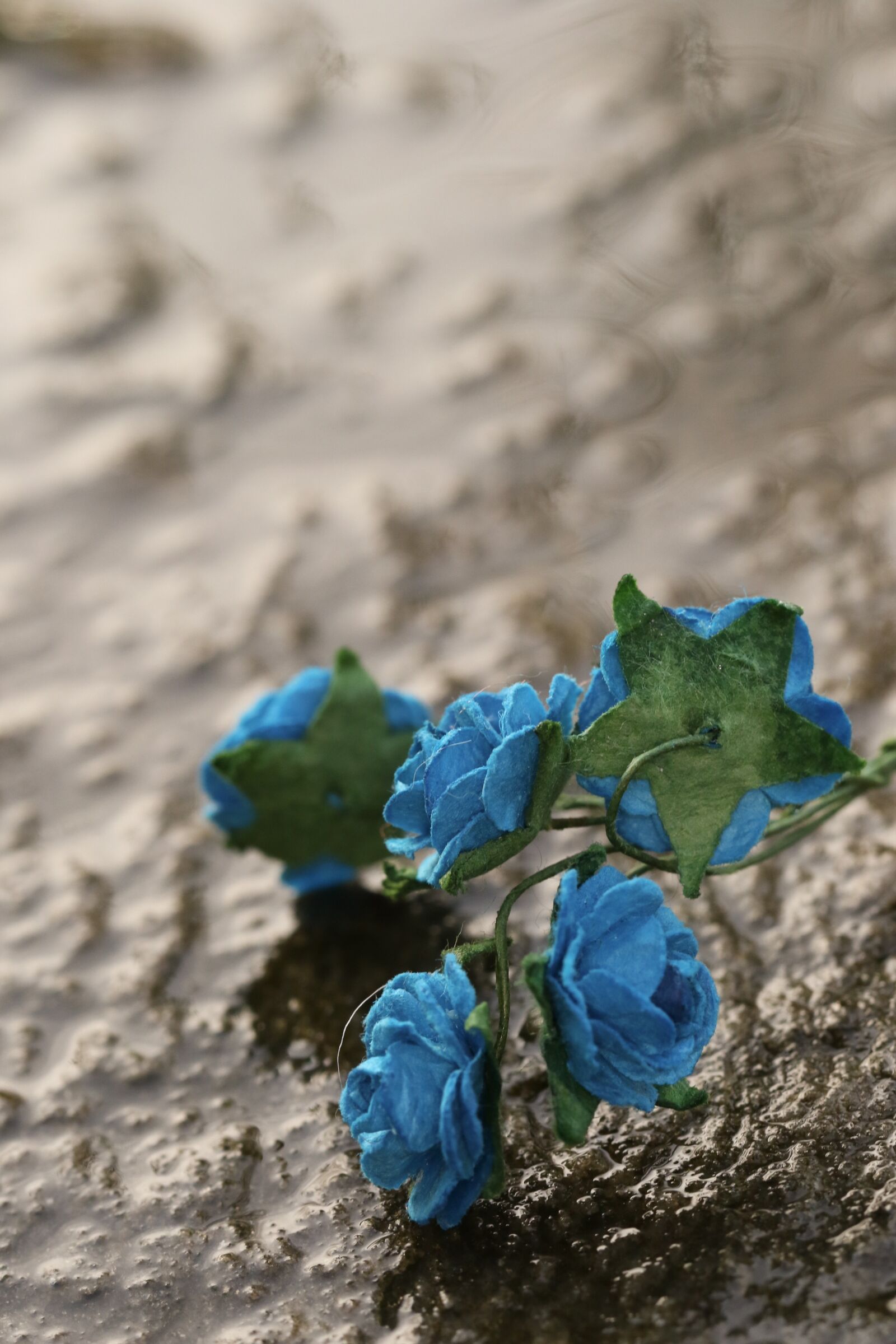 Canon EOS 7D Mark II sample photo. Flower, miniature, roses photography