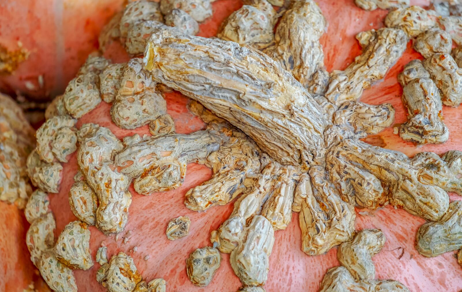Fujifilm XF 55-200mm F3.5-4.8 R LM OIS sample photo. Pumpkin, galeux d' eysines photography