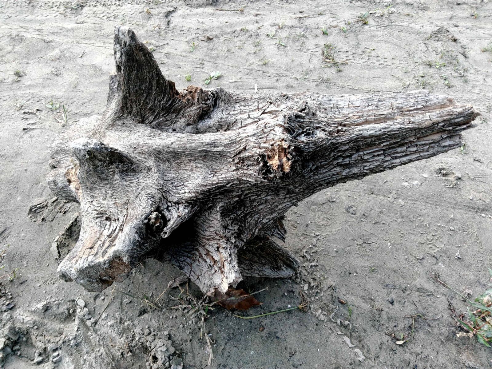 Lenovo S60-A sample photo. Driftwood, wood, outdoor, daylight photography