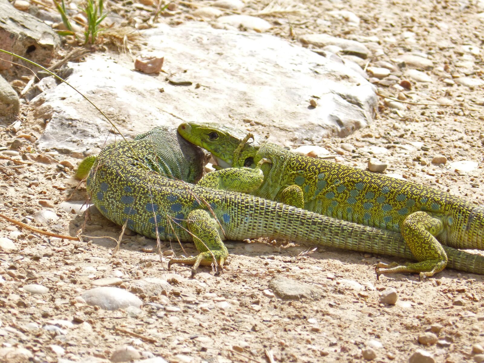 Panasonic DMC-FZ62 sample photo. Lizards, ocellated lizard, quad photography
