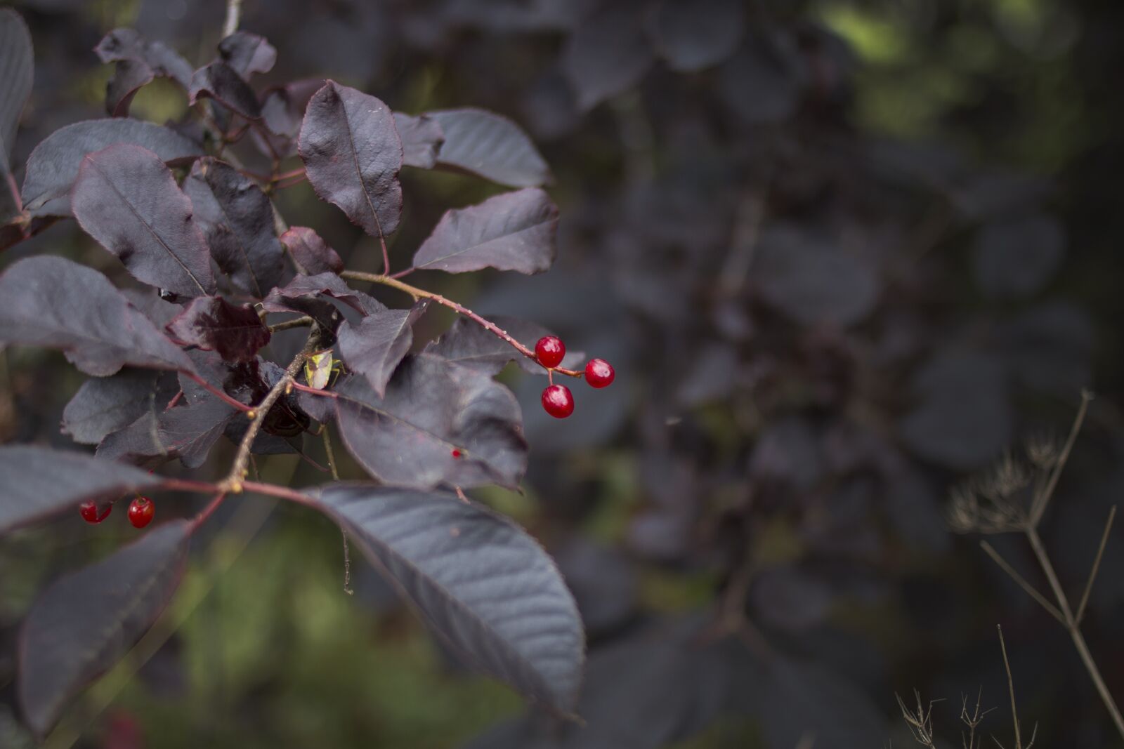 Canon EOS 70D + Canon EF 35mm F2 sample photo. Berry, red, bush photography