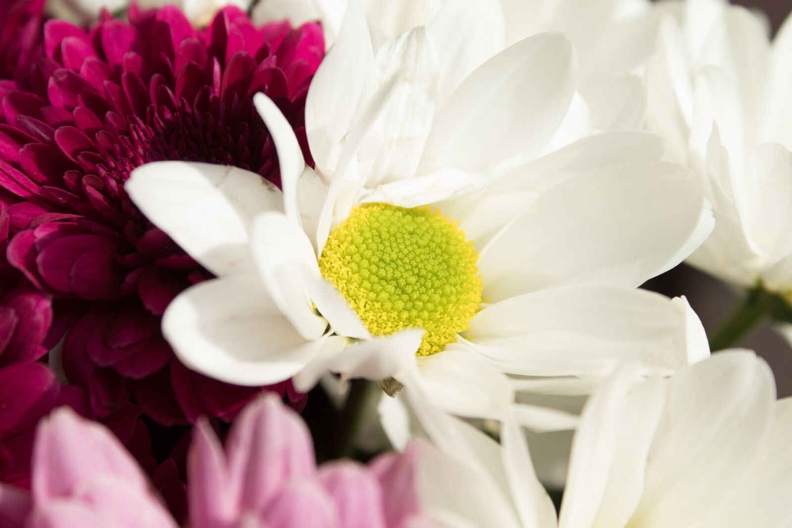 Canon EOS 1300D (EOS Rebel T6 / EOS Kiss X80) sample photo. Bouquet, daisies, flowers photography