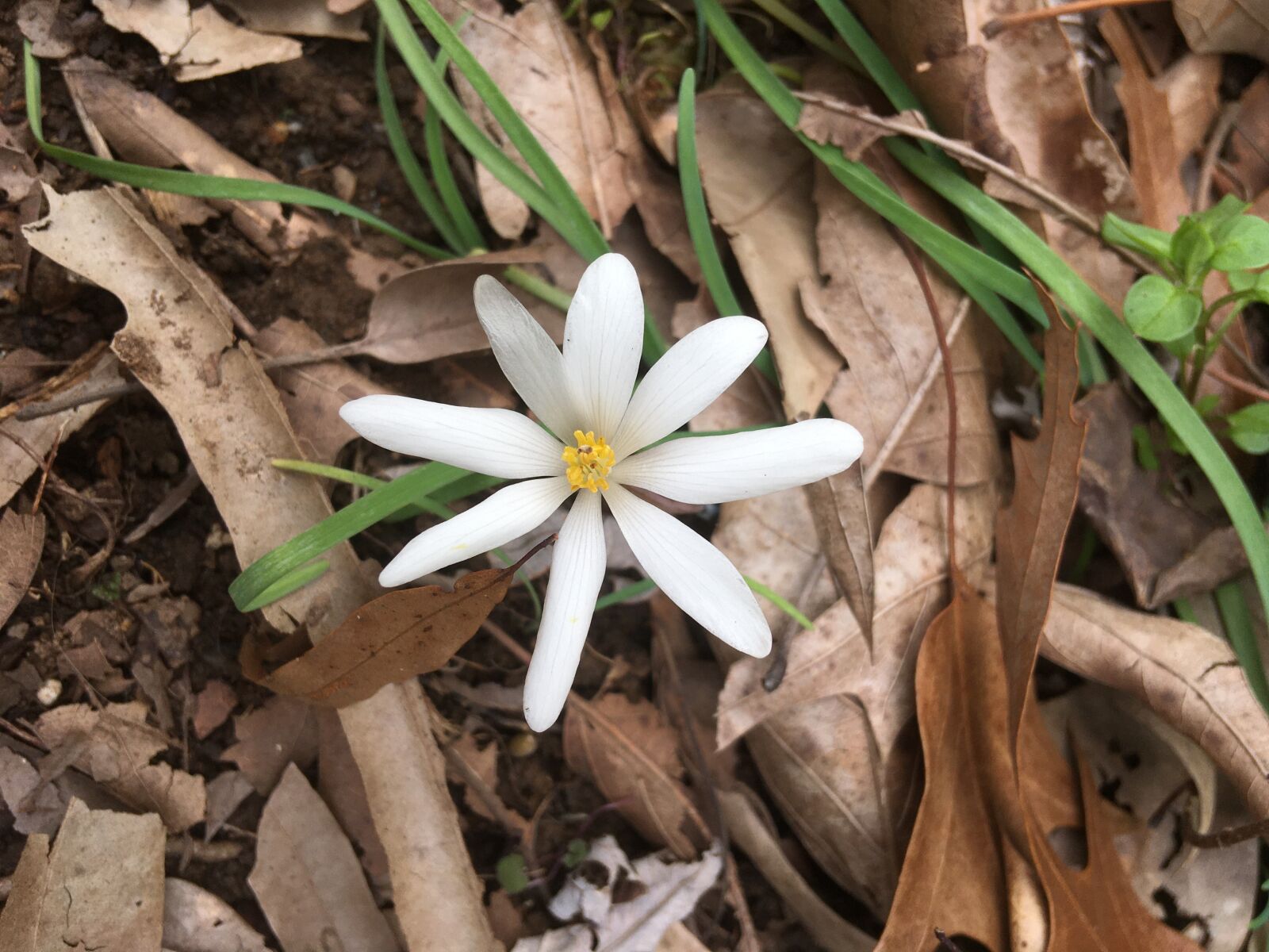 iPhone SE back camera 4.15mm f/2.2 sample photo. Bloodroot, flower, wildflower photography