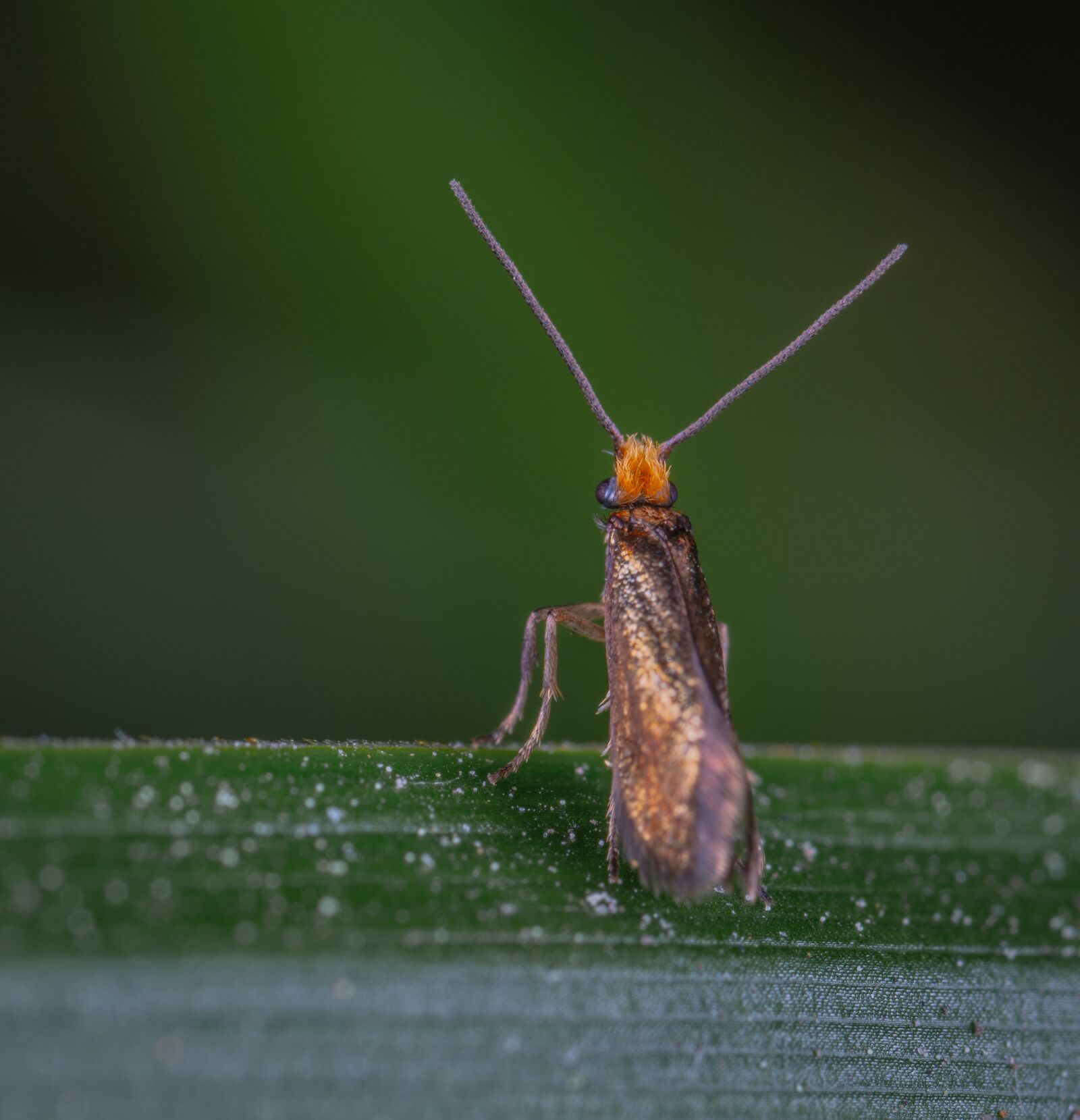 Sony a7R II sample photo. Macro, insect, moth photography