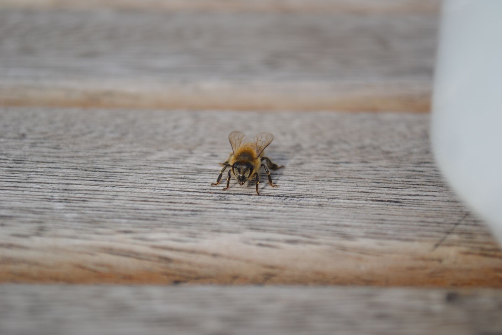 Nikon D3100 sample photo. Moscow, insect, nature photography