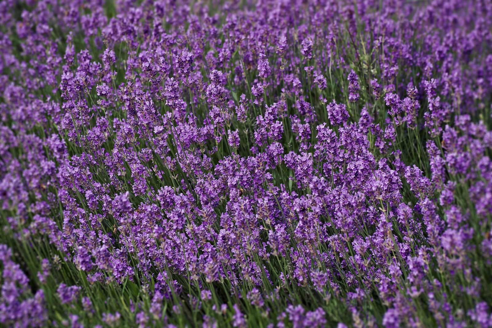 Olympus OM-D E-M10 sample photo. Lavender, field, nature photography