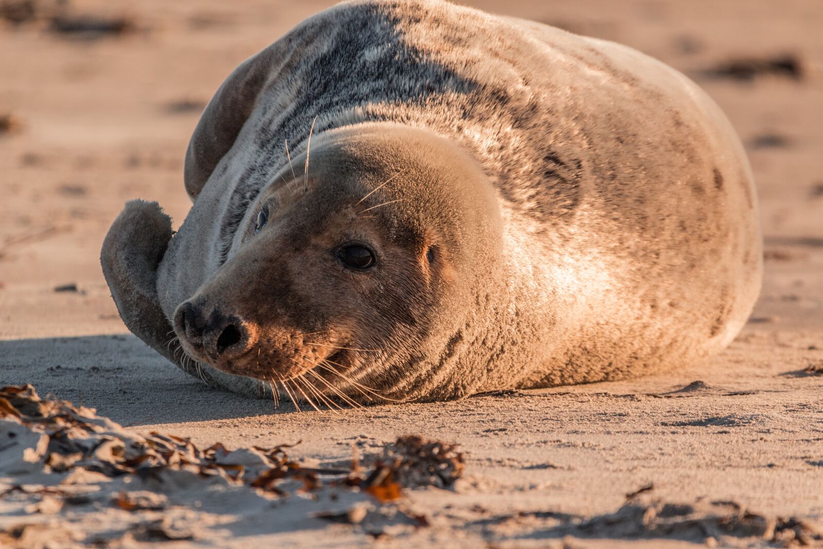 150-600mm F5-6.3 DG OS HSM | Contemporary 015 sample photo. Grey seal, robbe, halichoerus photography