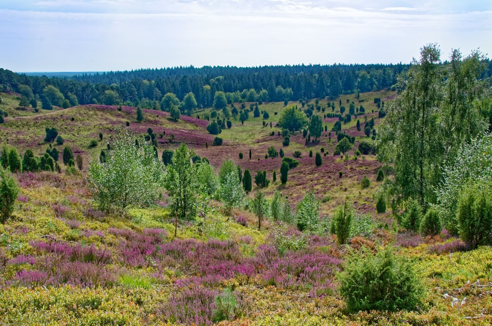Nikon D7000 sample photo. Germany, l neburg heath photography