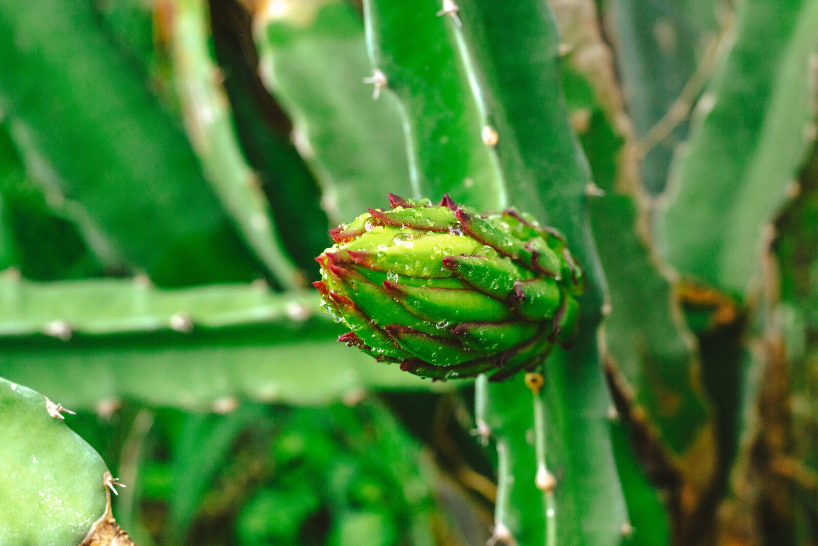 Canon EOS 700D (EOS Rebel T5i / EOS Kiss X7i) + Canon EF 50mm F1.8 STM sample photo. Thorns, dragon fruit, fruit photography
