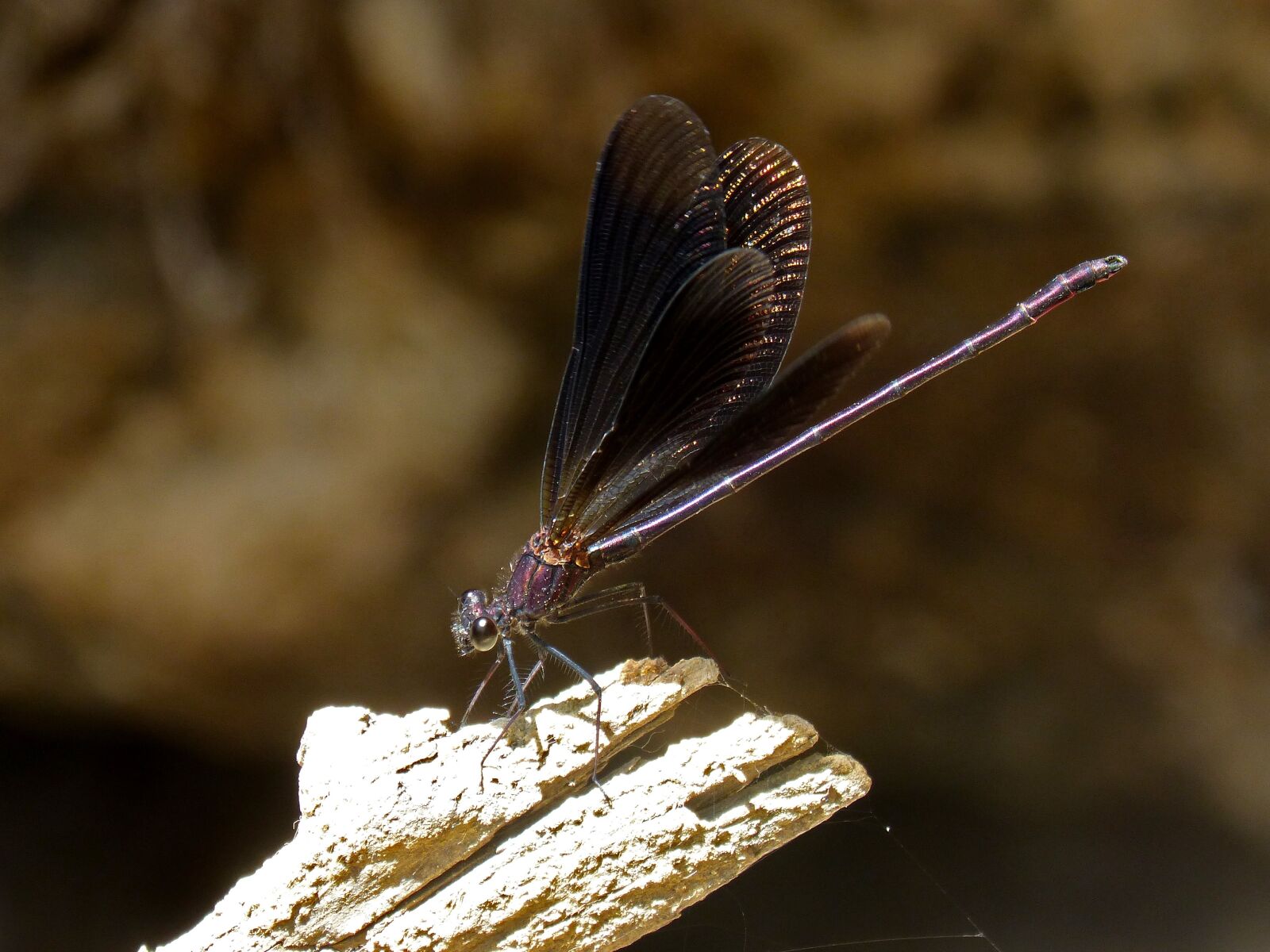 Panasonic DMC-FZ62 sample photo. Black dragonfly, damselfly, wetland photography