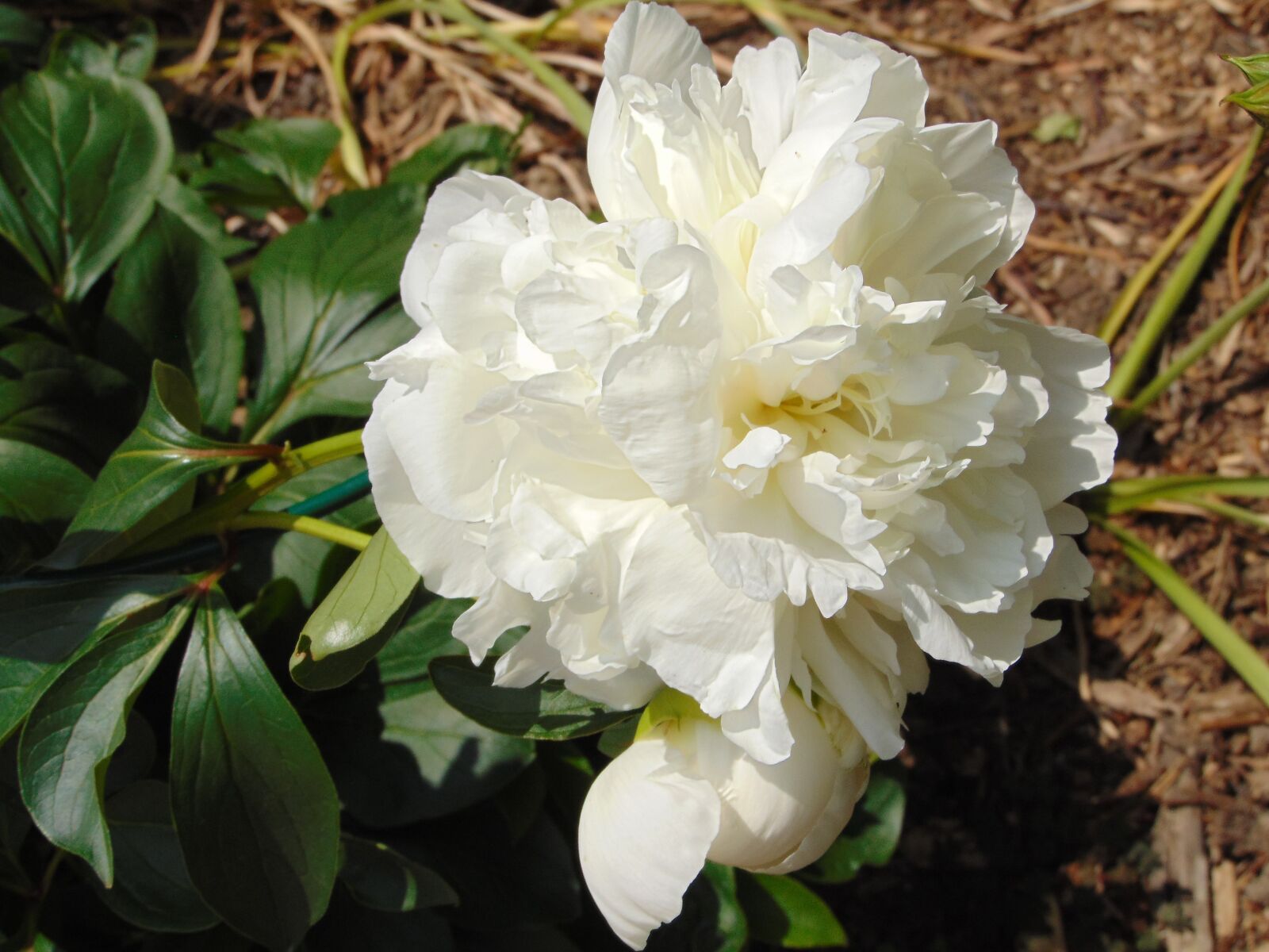 Sony Cyber-shot DSC-H300 sample photo. White peony, summer, sun photography