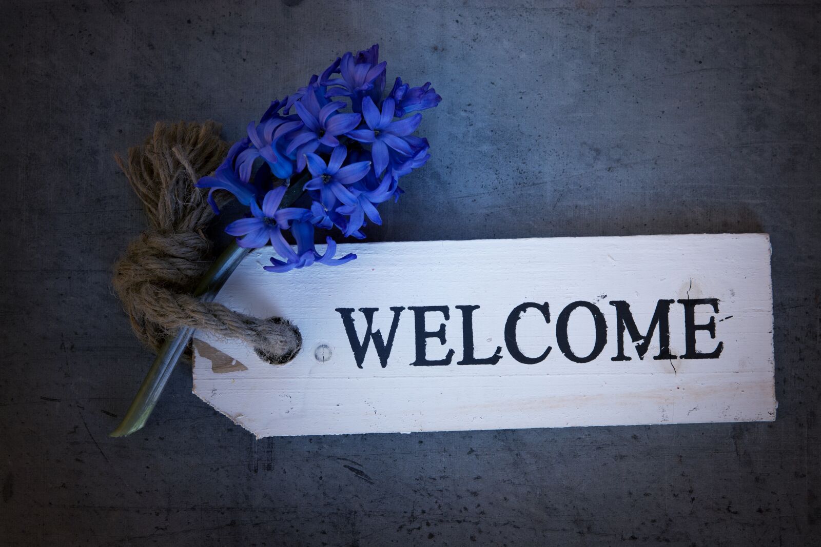 Nikon D7100 sample photo. Hyacinth, flower, blue photography