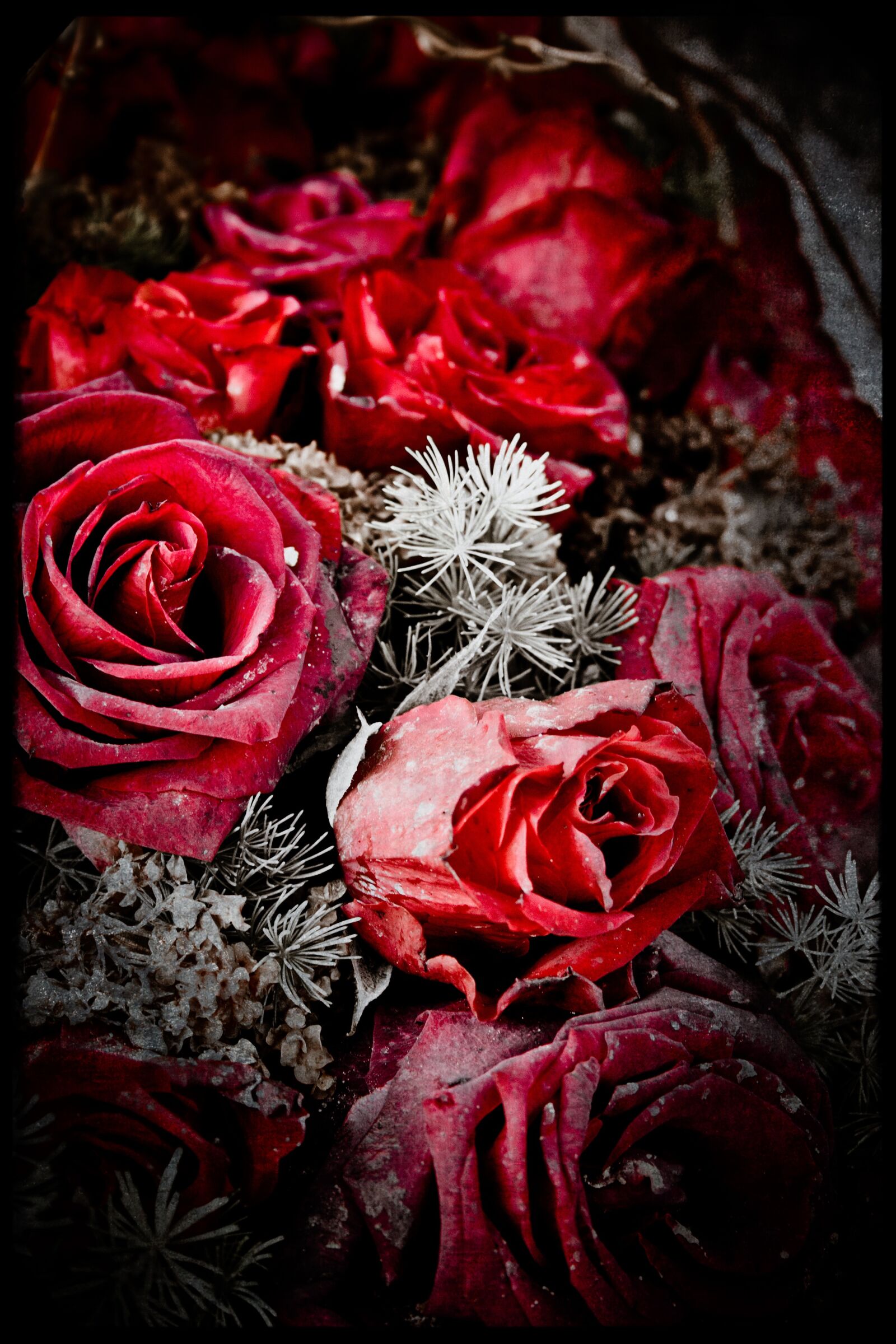 Canon EF-S 18-55mm F3.5-5.6 II sample photo. Cold, nature, flowers photography
