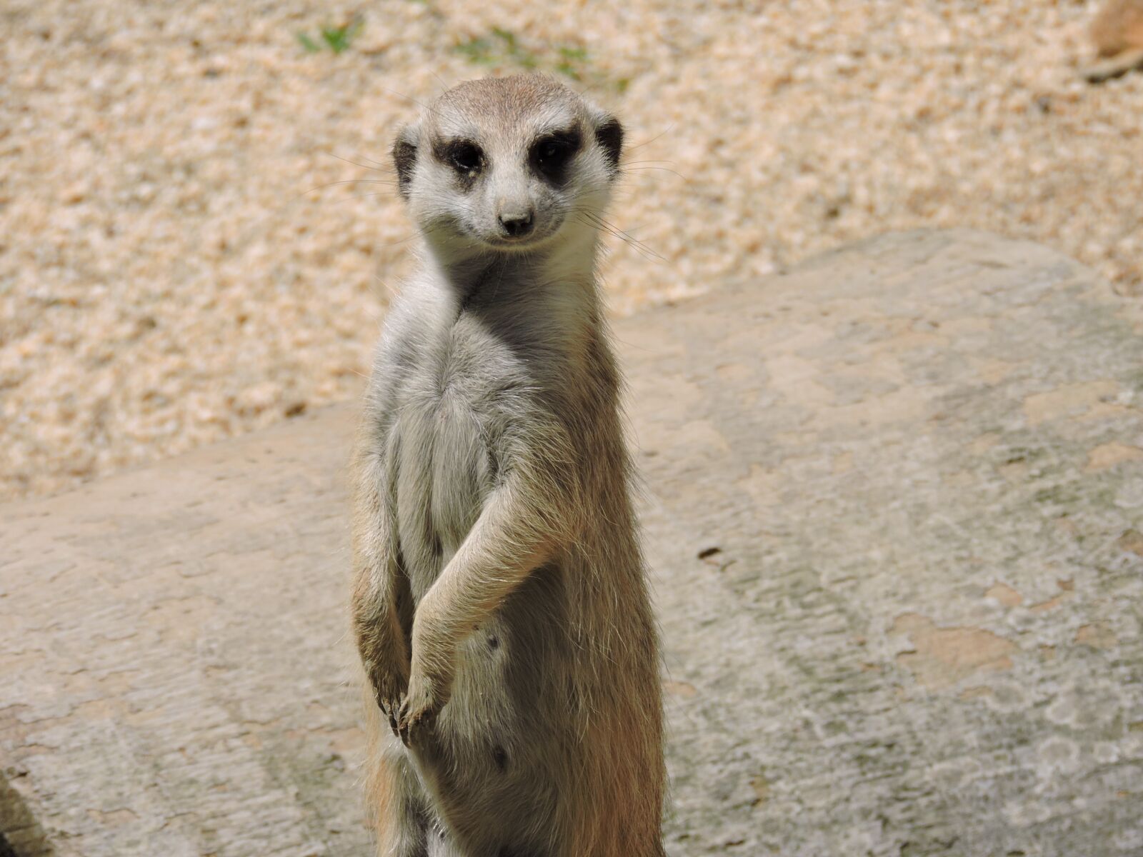 Nikon Coolpix P530 sample photo. Meerkat, animal, animals photography
