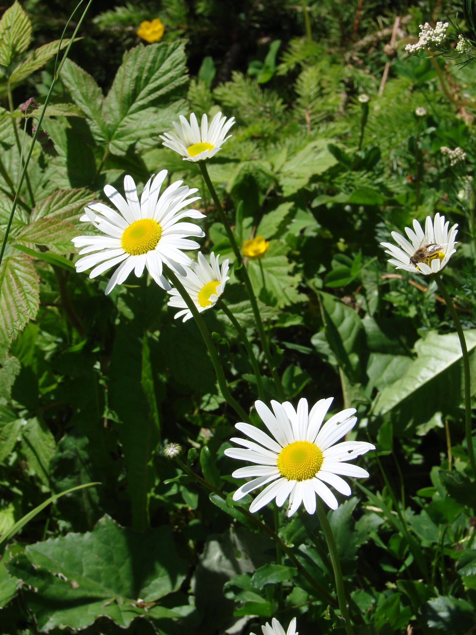 Sony DSC-H5 sample photo. Daisy, flower, floral photography