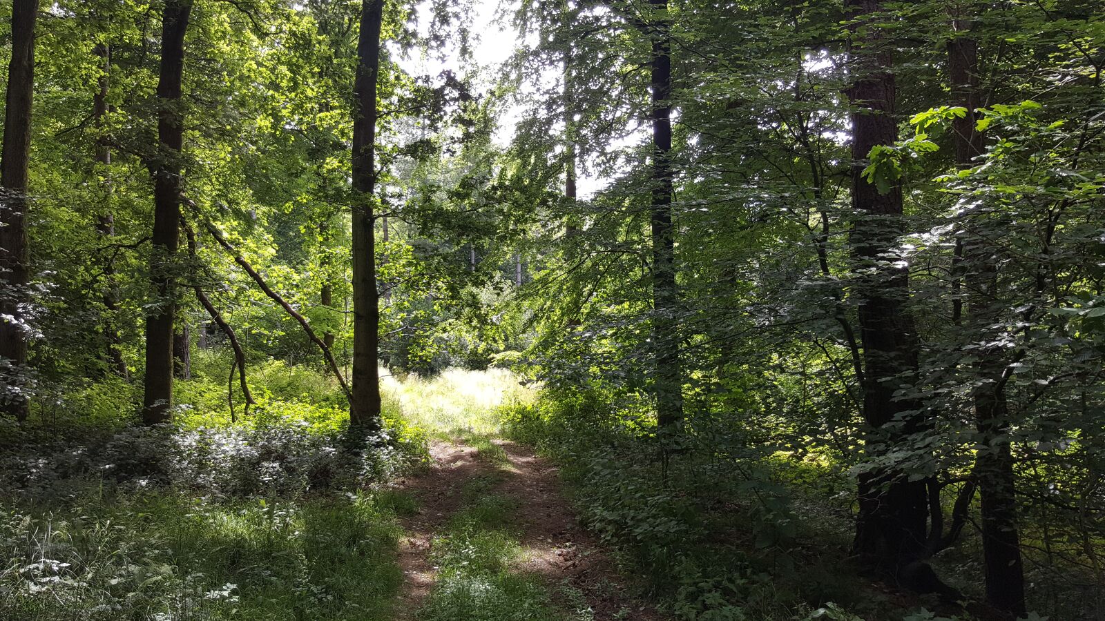 Samsung Galaxy S6 sample photo. Trees, woods, woodland photography