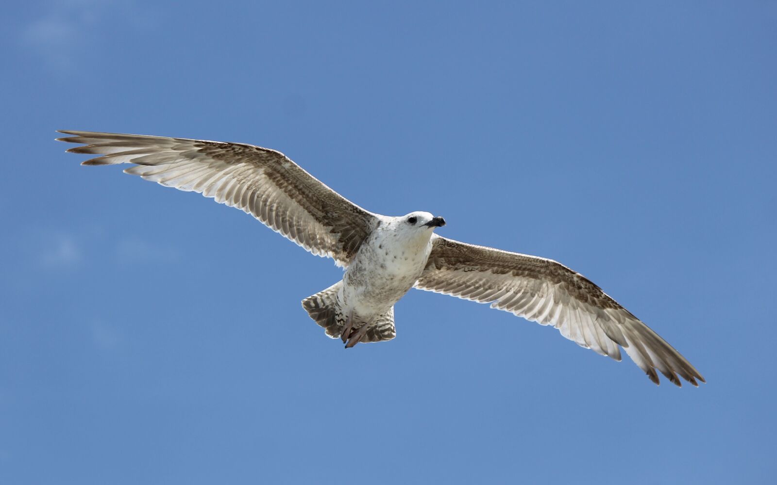 Canon EOS 1100D (EOS Rebel T3 / EOS Kiss X50) sample photo. Seagull, baby seagull, young photography