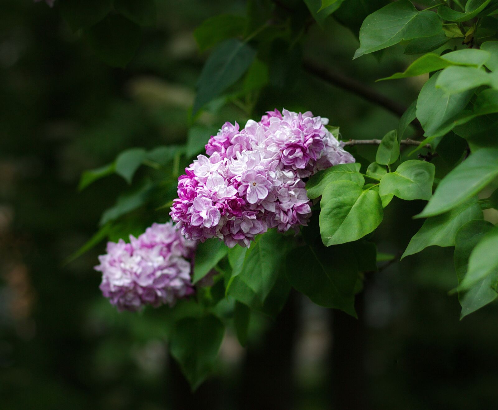 Canon EOS 550D (EOS Rebel T2i / EOS Kiss X4) sample photo. Lilac branch, lilac, nature photography