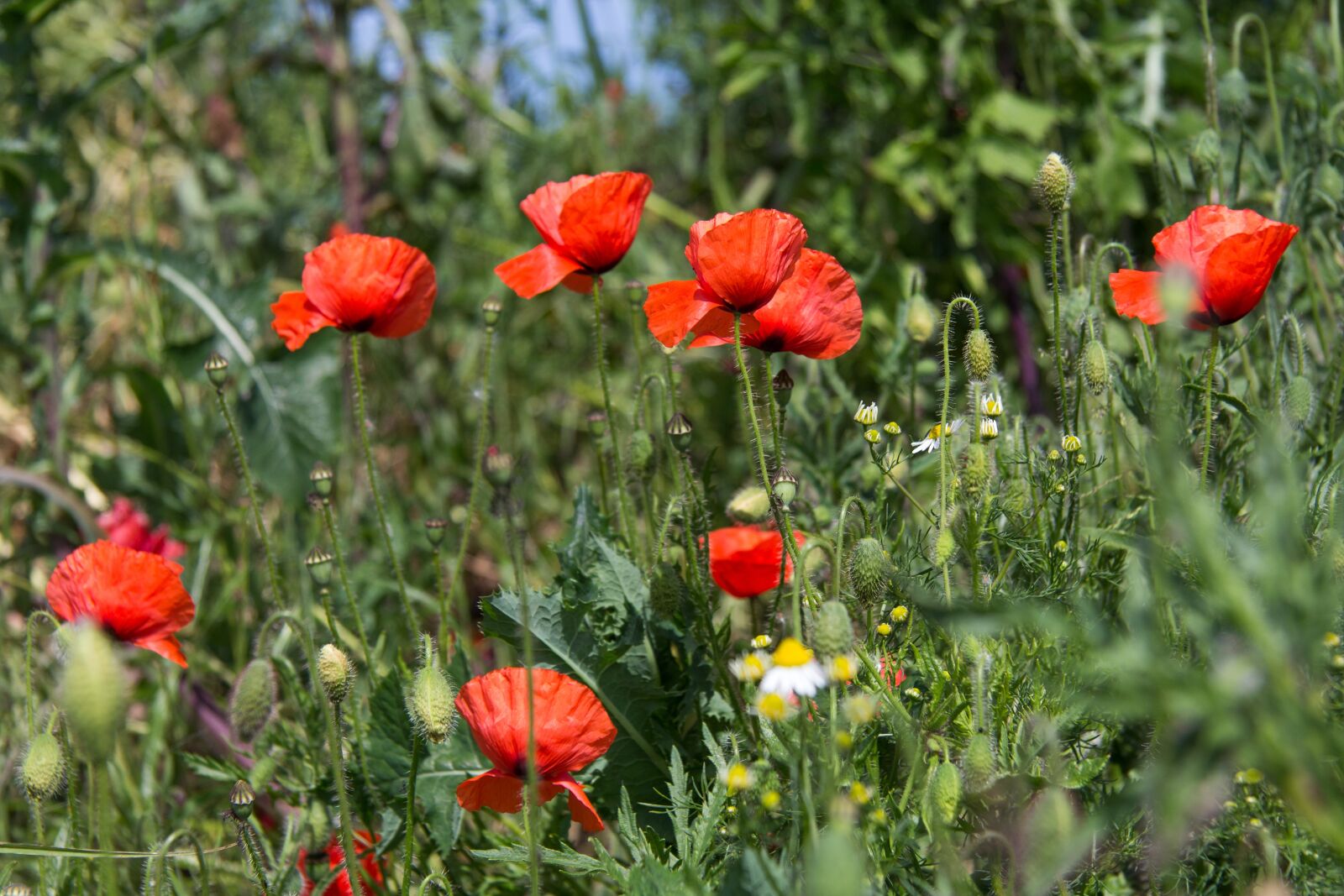 Canon EOS 60D sample photo. Background, red, relax photography