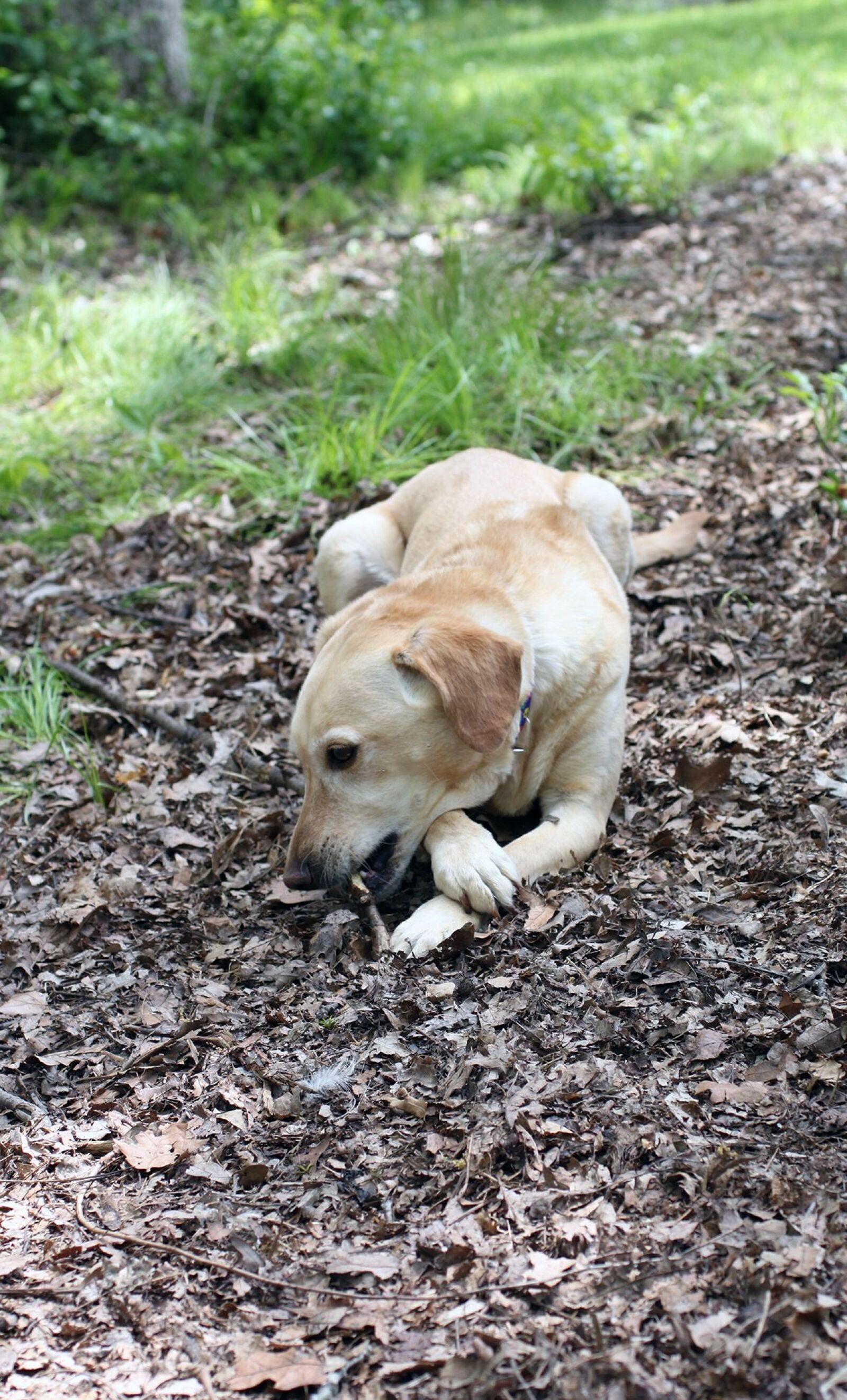 Canon EOS 500D (EOS Rebel T1i / EOS Kiss X3) sample photo. Dog, rescue, yellow photography