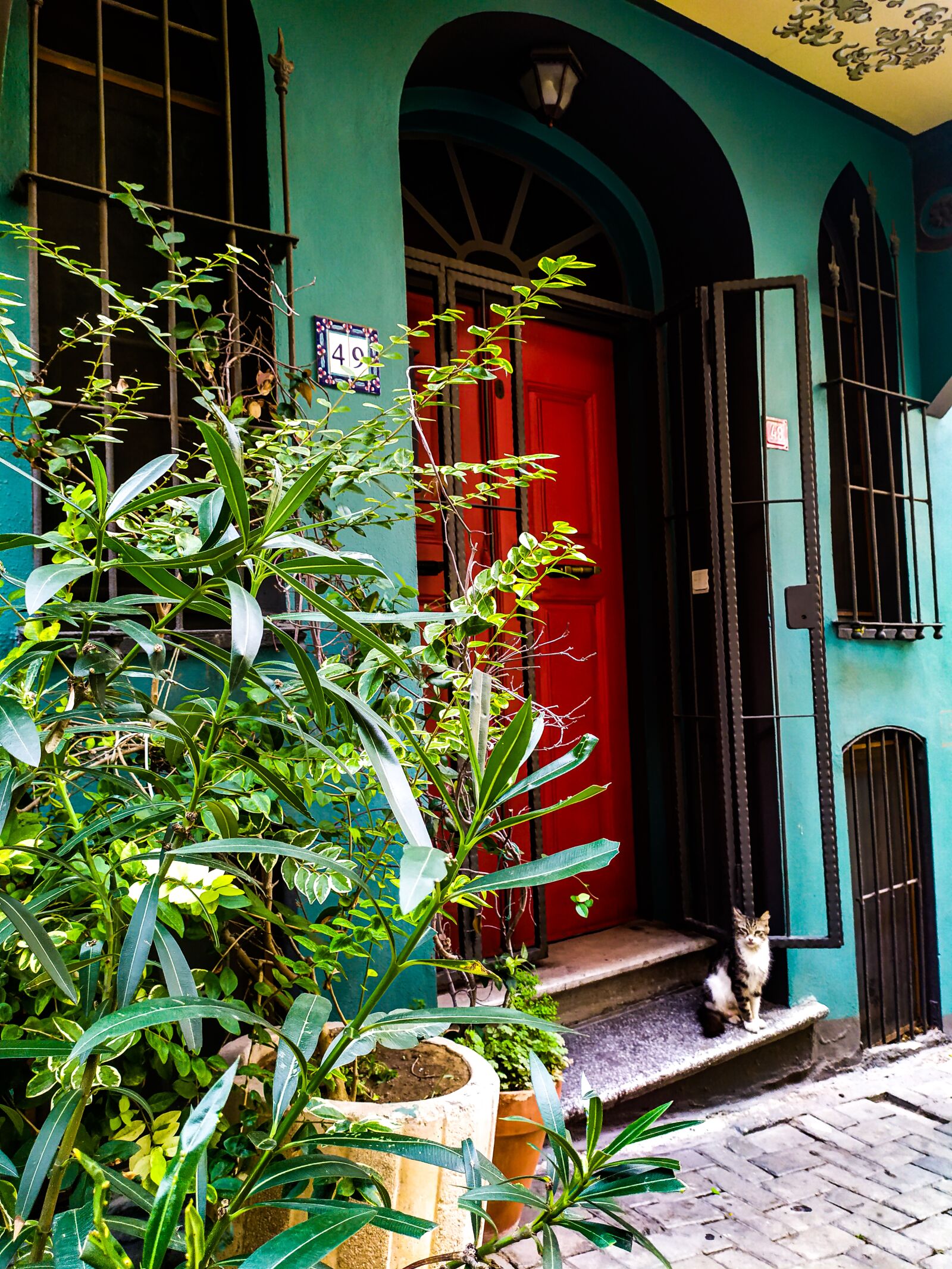 Xiaomi Redmi Note 7 sample photo. Street, cat, animal photography