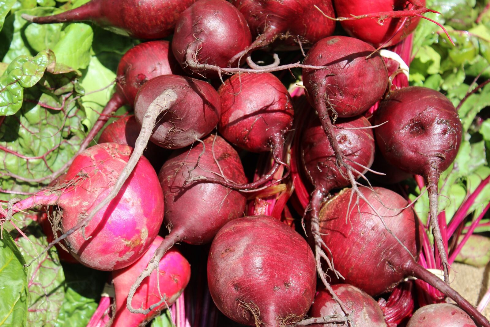 Canon EOS 600D (Rebel EOS T3i / EOS Kiss X5) sample photo. Beets, farmers market, healthy photography