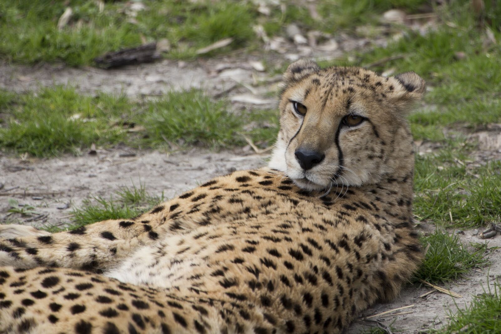 Canon EOS 6D sample photo. Wildlife, carnivore, mammal photography