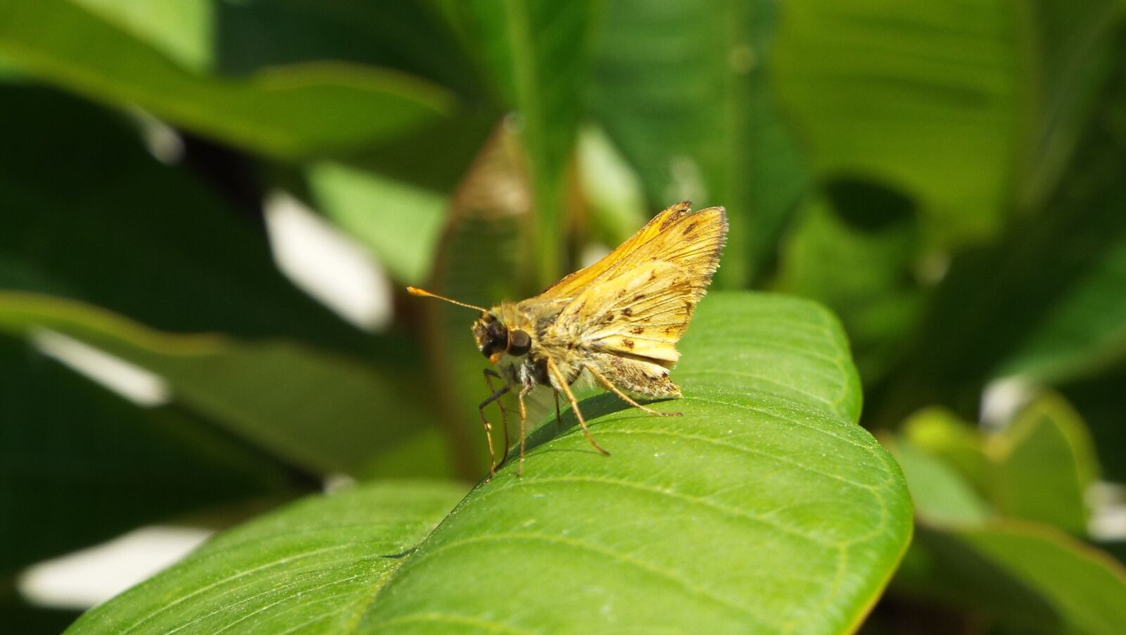 Fujifilm FinePix S8200 sample photo. Butterfly, moth, leaf photography