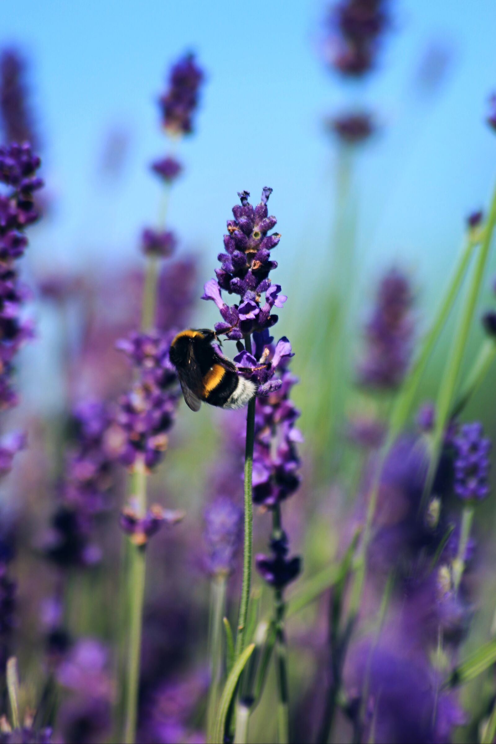 Canon EOS 700D (EOS Rebel T5i / EOS Kiss X7i) sample photo. Bourdon, lavender, flowers photography