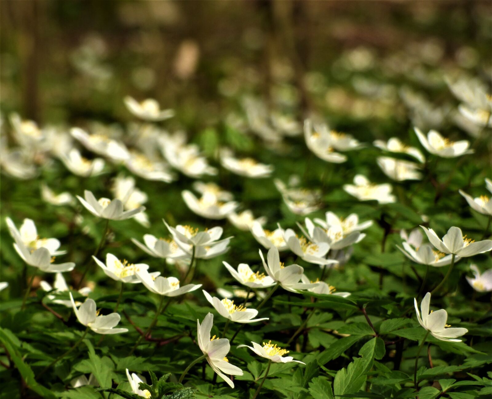 Panasonic DMC-FZ72 sample photo. Wild anemone, forest, anemone photography