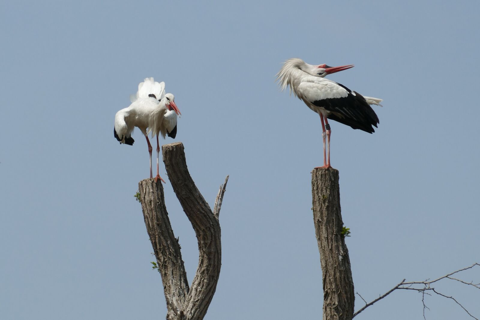 Panasonic Lumix DMC-FZ1000 sample photo. Stork, uiver, flutter photography