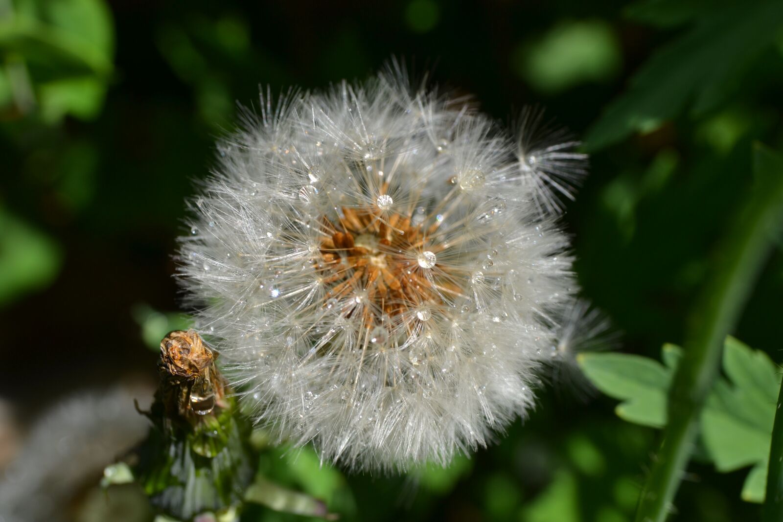Nikon D3100 sample photo. Dandelion, seed, head photography