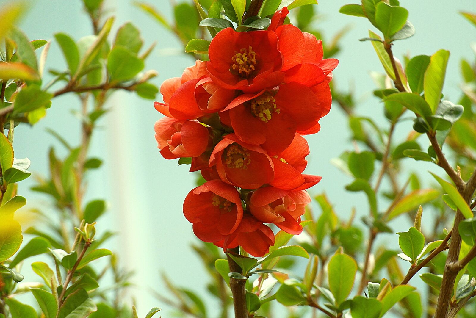 Samsung WB750 sample photo. Flowers quince, red, nature photography
