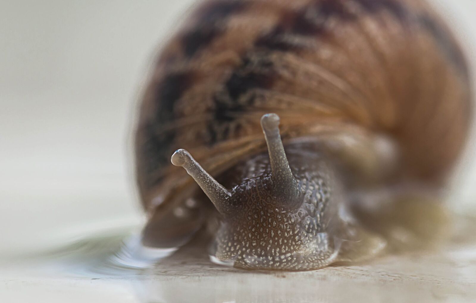 Nikon D90 sample photo. Snail, slug, animals photography