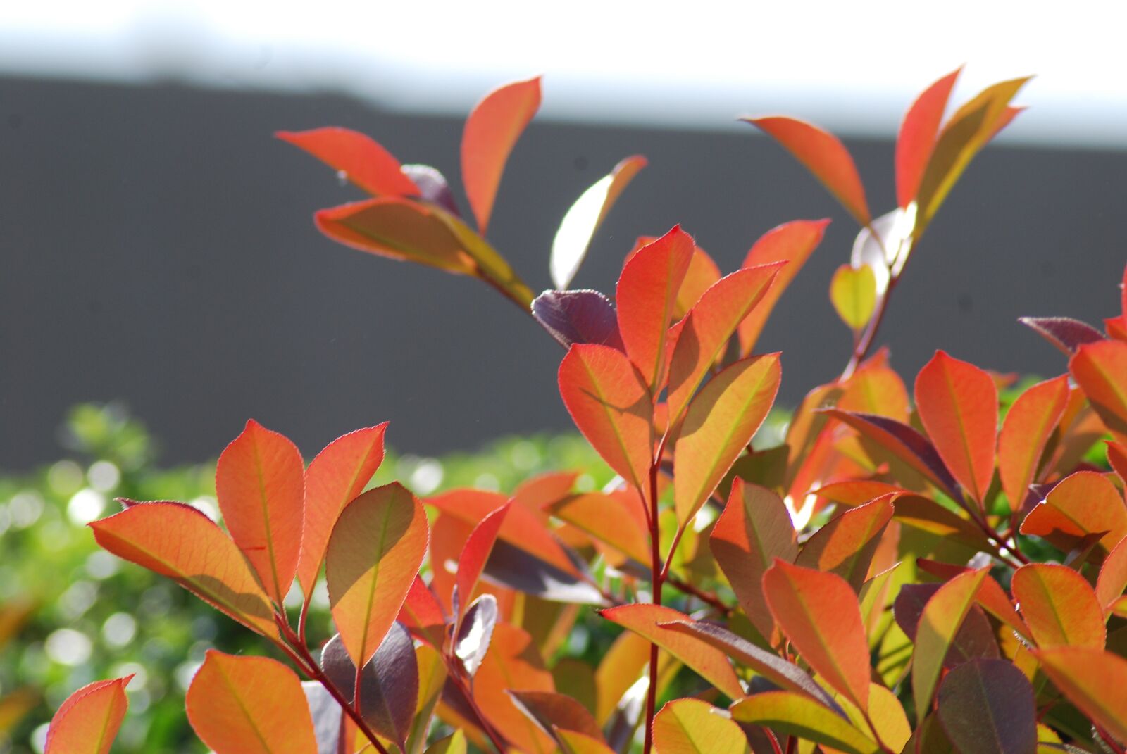 Nikon D80 sample photo. Nature, leaf, plant photography