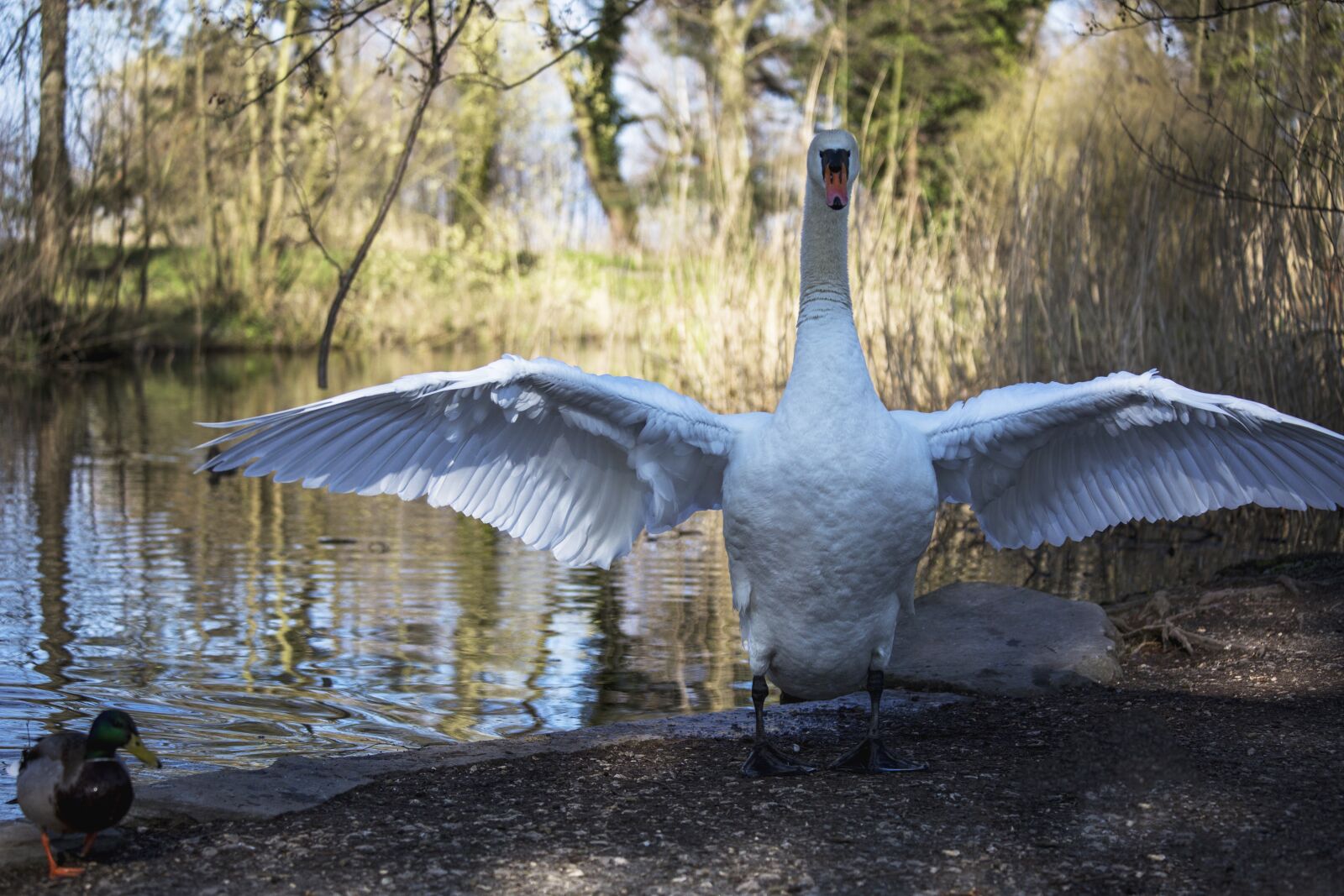 Canon EF 70-300mm F4-5.6 IS USM sample photo. Swan, nature, bird photography