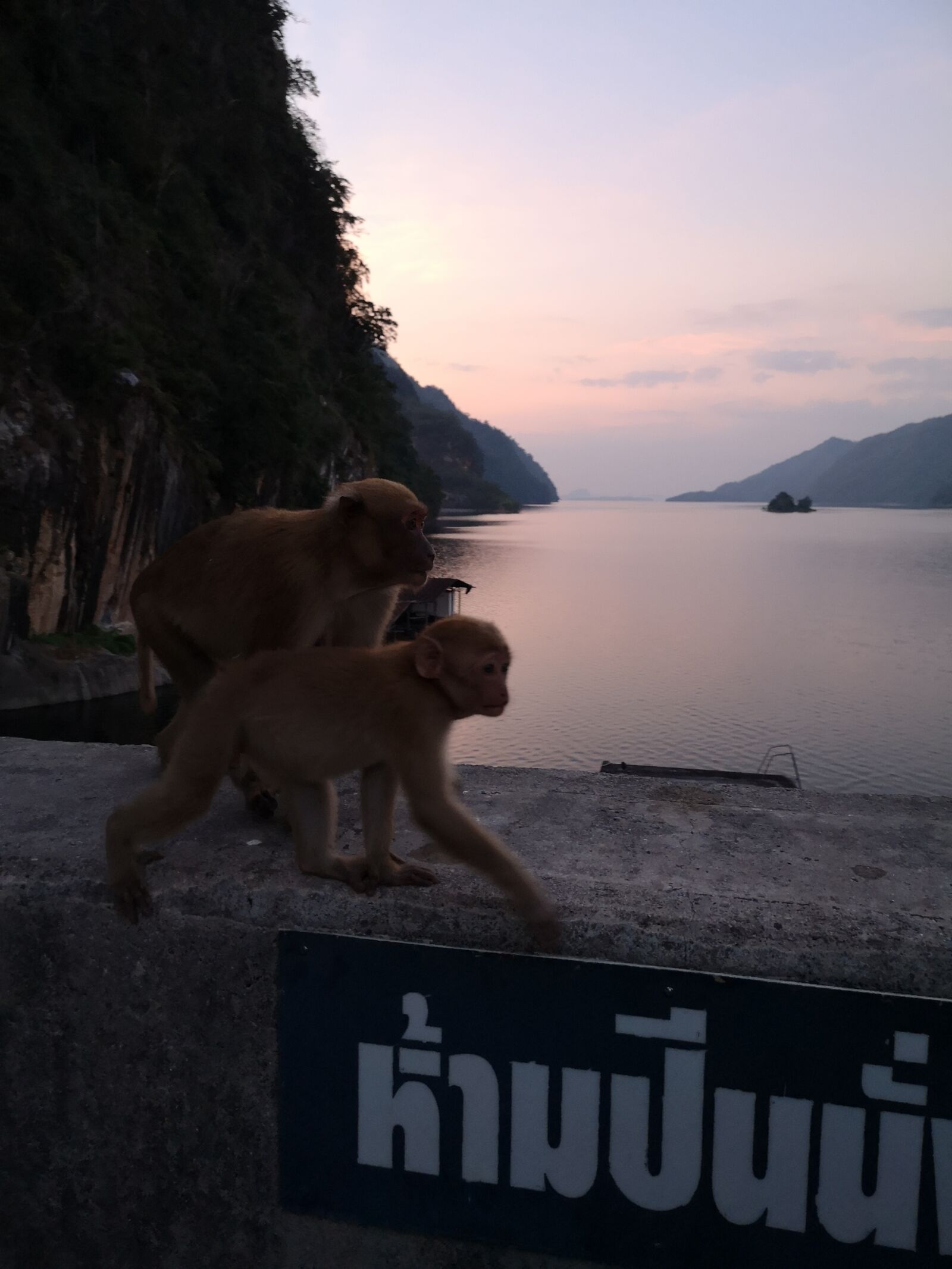 HUAWEI CLT-L29 sample photo. Monkey, nature, animal photography