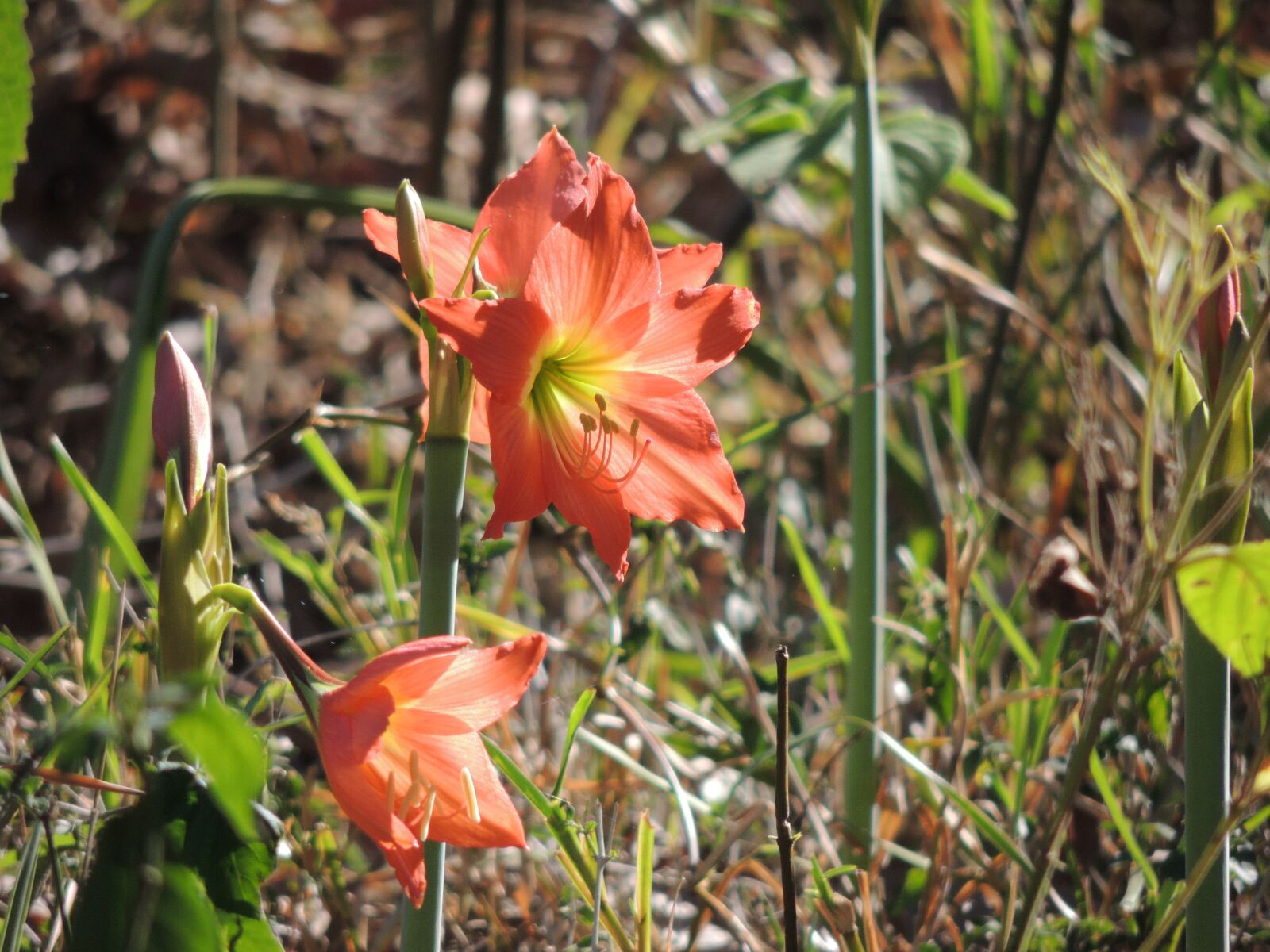Nikon Coolpix P510 sample photo. Lily, flower, orange colour photography