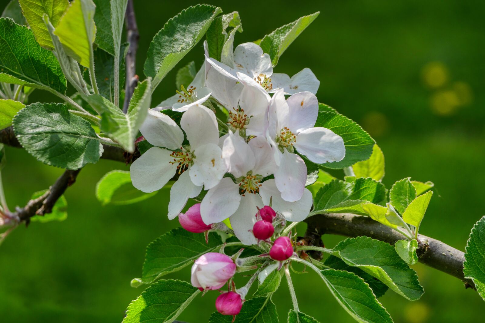 Panasonic Lumix DMC-GX8 sample photo. Flower, bloom, blossom photography
