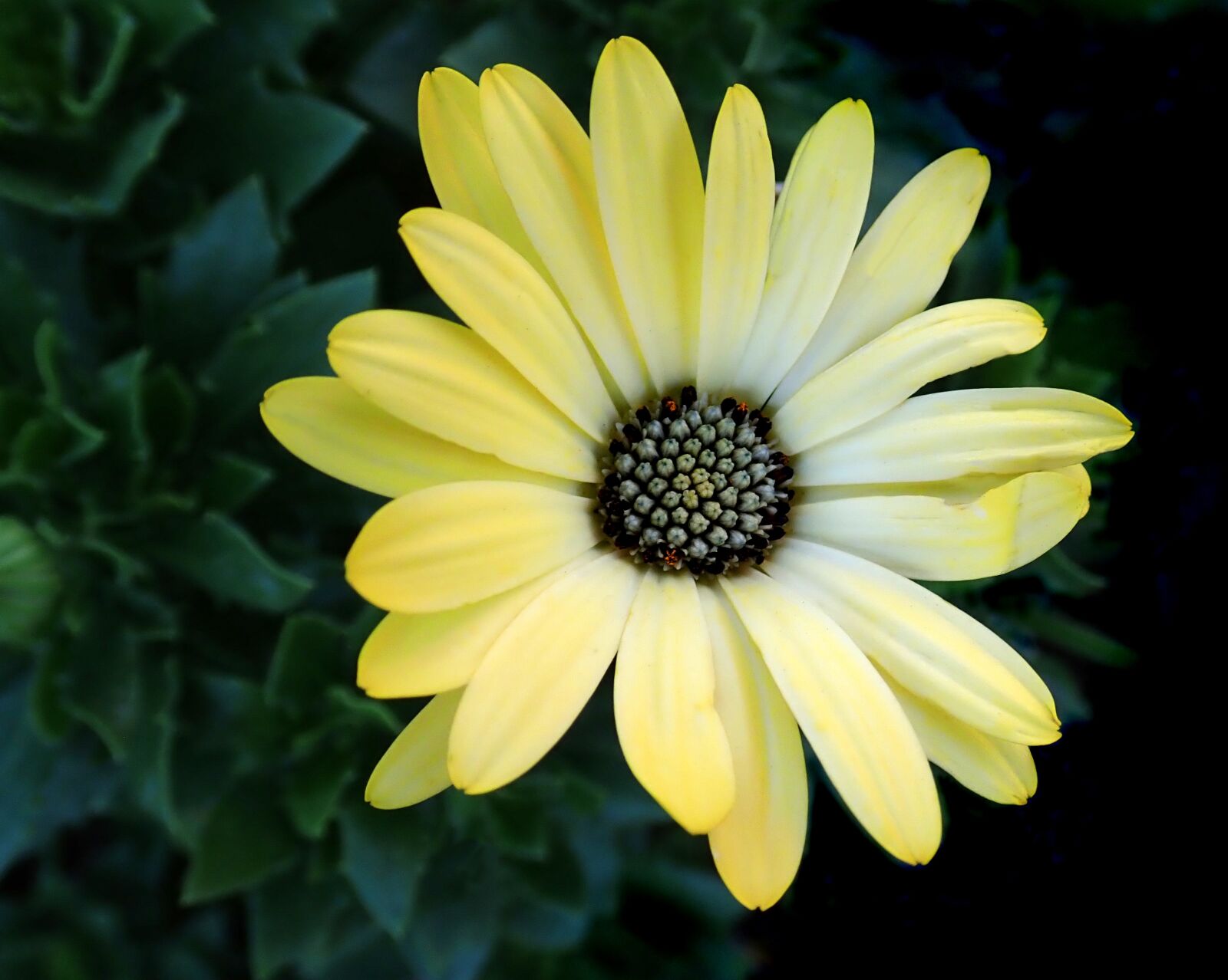 Olympus TG-5 sample photo. Flower, yellow, daisy photography
