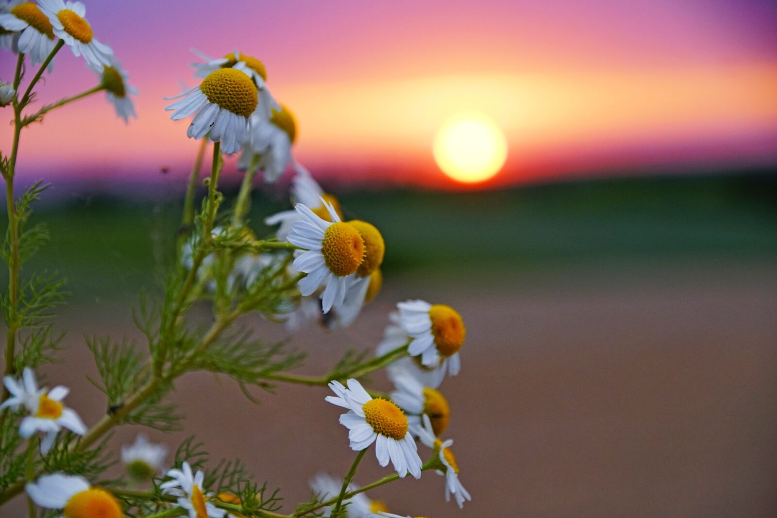 Sony DT 18-200mm F3.5-6.3 sample photo. West, the sun, sky photography