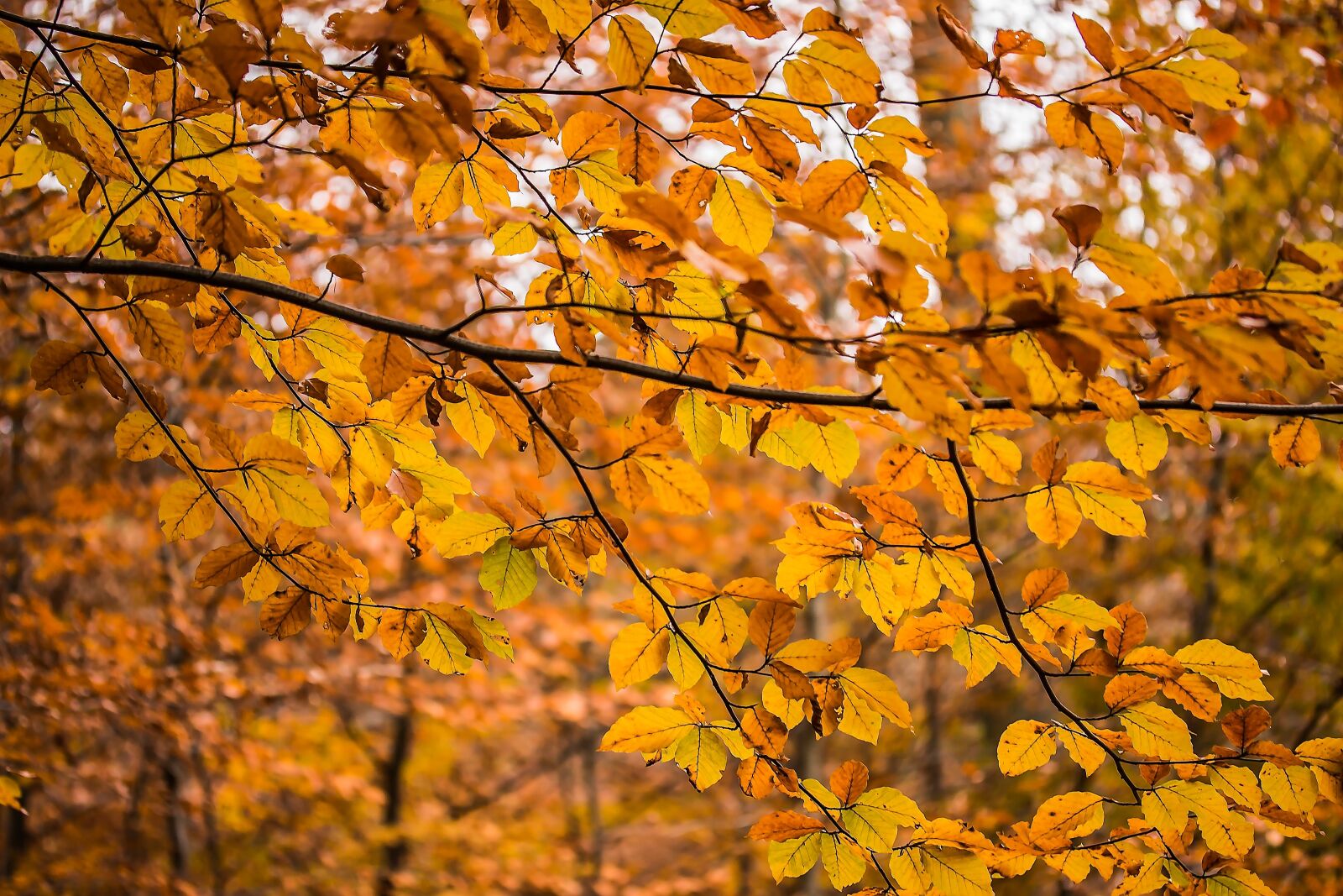Canon EOS 650D (EOS Rebel T4i / EOS Kiss X6i) sample photo. Aesthetic, beech branches, branches photography