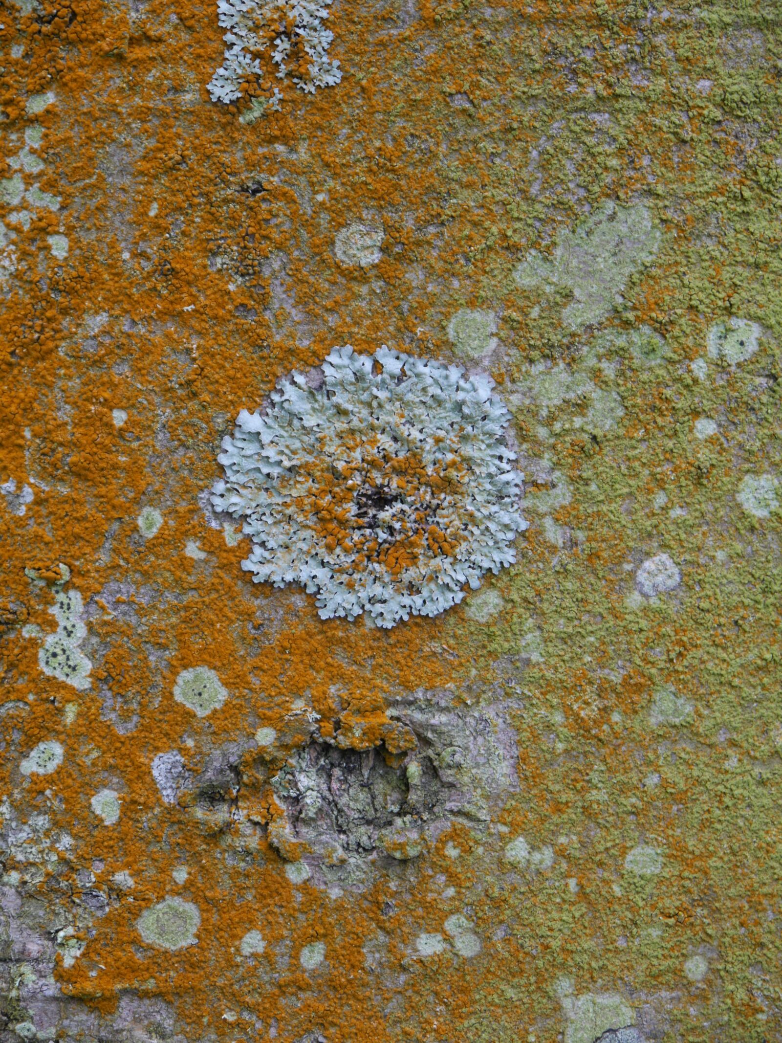 Panasonic Lumix DMC-GH3 sample photo. Lichen, bark, tree photography