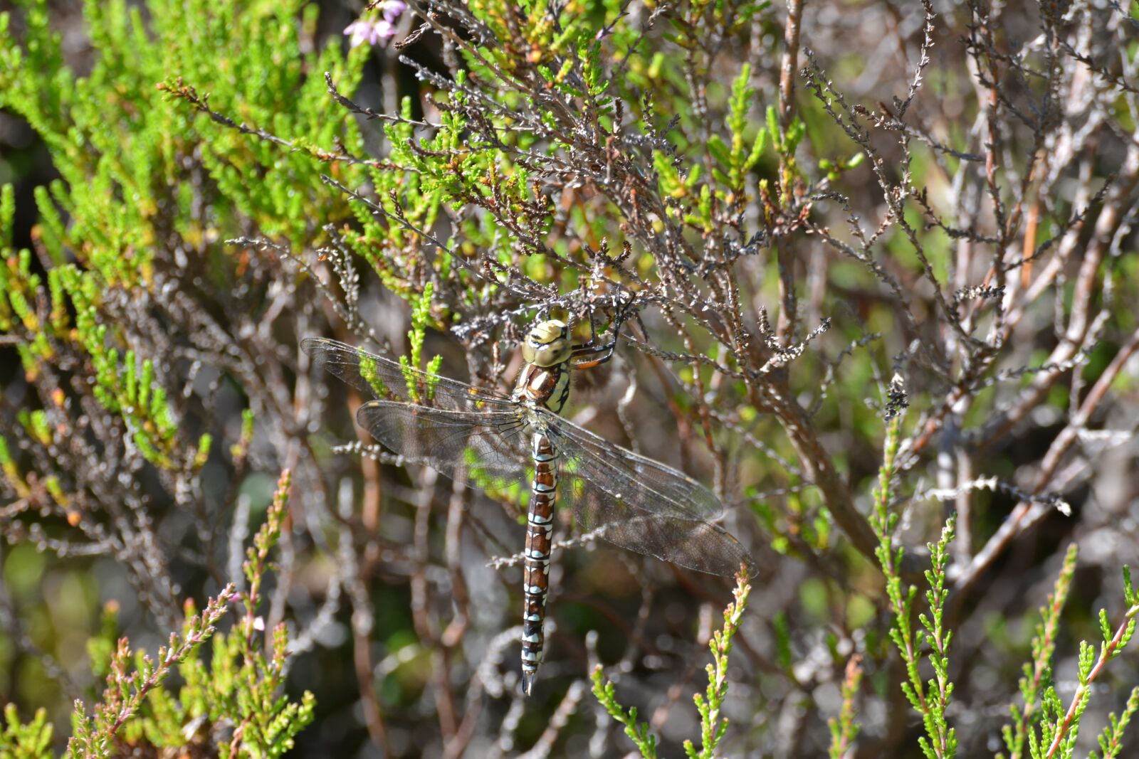 Nikon D5200 sample photo. Nature, tree, plant photography