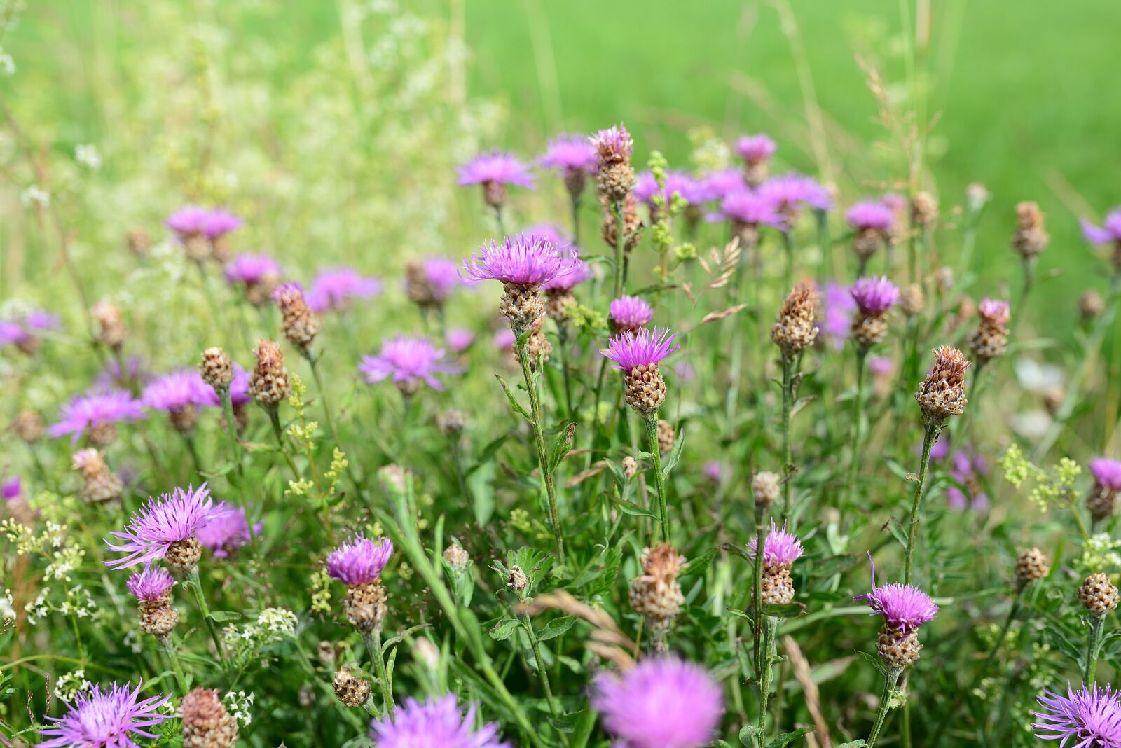 Nikon D610 sample photo. Meadow knapweed, pointed flower photography