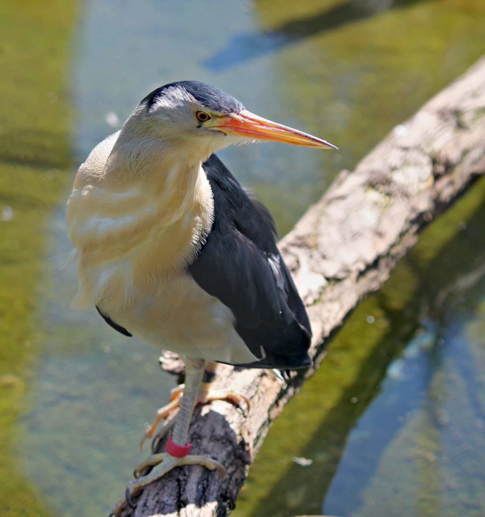 Canon EOS 550D (EOS Rebel T2i / EOS Kiss X4) sample photo. Bird, water, heron photography